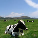 Watanabetaiken Farm